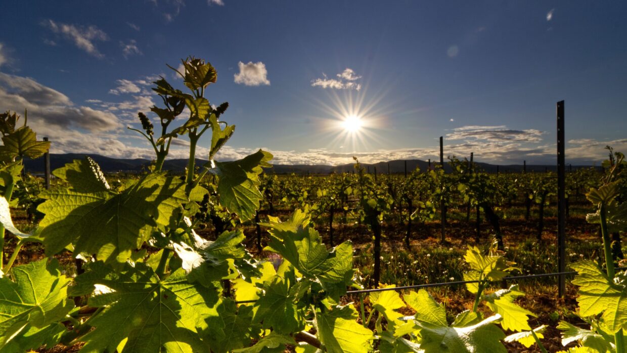 The Wine Club for Women: A Virtual Tasting with Sarah Walsh, owner of, Walsh Family Wine