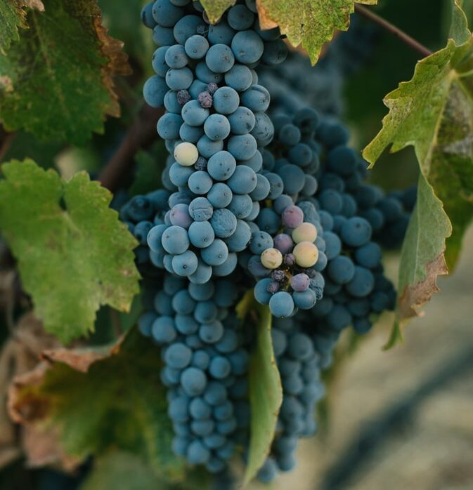 Summer Wrap Up at 868 Estate Vineyards